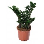 Замиокулькас Зензи, d 9 h 25 см Замиокулькас Зензи, d 9 h 25 см