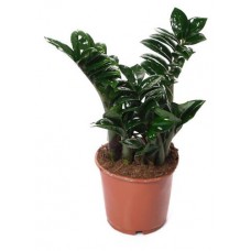 Замиокулькас Зензи, d 9 h 25 см в магазинах Ашан Замиокулькас Зензи, d 9 h 25 см в магазинах Ашан