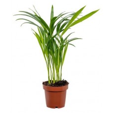 Арека Хризалидокарпус, d 9 h 25 см (kastd) в магазинах Ашан