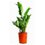 Замиокулькас, d 14 h 50 см (kastd) Замиокулькас, d 14 h 50 см (kastd)