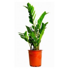 Замиокулькас, d 14 h 50 см (kastd) в магазинах Ашан