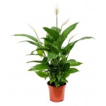 Спатифиллум, d 17 h 75 см (kastd) Спатифиллум, d 17 h 75 см (kastd)