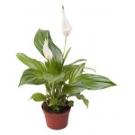 Спатифиллум, d 9 h 35 см (kastd) Спатифиллум, d 9 h 35 см (kastd)