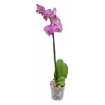 Орхидея Фаленопсис Экстра, d 12 h 65 см (kastd) Орхидея Фаленопсис Экстра, d 12 h 65 см (kastd)