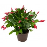 Шлюмбергера, d 13 h 25 см (kastd) Шлюмбергера, d 13 h 25 см (kastd)