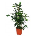 Фикус Бенджамина микс, d 17 h 65 см (kastd) Фикус Бенджамина микс, d 17 h 65 см (kastd)