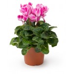 Цикламен, d 11 h 20 см (kastd) Цикламен, d 11 h 20 см (kastd)