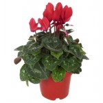 Цикламен D15 H35 (kastd) Цикламен D15 H35 (kastd)