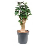 Полисциас Цветы московского Фабиан, d 17 x h 50 см (kastd) Полисциас Цветы московского Фабиан, d 17 x h 50 см (kastd)