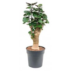 Полисциас Цветы московского Фабиан, d 17 x h 50 см (kastd) в магазинах Ашан