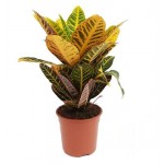 Кротон Цветы московского Петра, d 17 x h 50 см (kastd) Кротон Цветы московского Петра, d 17 x h 50 см (kastd)