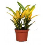 Кротон Цветы московского Санни Стар, d 17 x h 50 см (kastd) Кротон Цветы московского Санни Стар, d 17 x h 50 см (kastd)