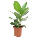 Фикус Цветы московского Одри, d 17 x h 50 см (kastd) Фикус Цветы московского Одри, d 17 x h 50 см (kastd)