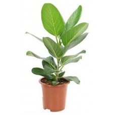 Фикус Цветы московского Одри, d 17 x h 50 см (kastd) в магазинах Ашан