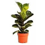 Фикус Цветы московского Лирата, d 17 x h 50 см (kastd) Фикус Цветы московского Лирата, d 17 x h 50 см (kastd)