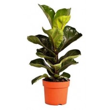 Фикус Цветы московского Лирата, d 17 x h 50 см (kastd) в магазинах Ашан