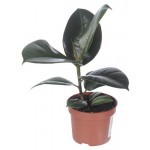 Фикус Цветы московского эластика Тинеке, d 12 x h 40 см (kastd) Фикус Цветы московского эластика Тинеке, d 12 x h 40 см (kastd)