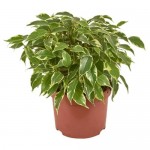 Фикус Цветы московского Бенджамина Кинки, d 12 x h 27 см (kastd) Фикус Цветы московского Бенджамина Кинки, d 12 x h 27 см (kastd)