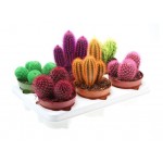 Кактус ЕИС Логистик Радуга, 1 шт (kastd) Кактус ЕИС Логистик Радуга, 1 шт (kastd)