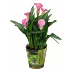 Калла Калужский цветочный холдинг Зантедеския микс, d 12 см (kastd) Калла Калужский цветочный холдинг Зантедеския микс, d 12 см (kastd)