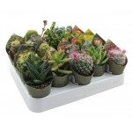 Микс кактус/суккулент Цветы Московского, d 5,5 h 14 см (kastd) Микс кактус/суккулент Цветы Московского, d 5,5 h 14 см (kastd)