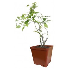 Роза плетистая Кутепово Шогун С2, 1 шт в магазинах Ашан