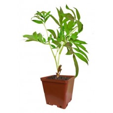 Пион Кутепово микс C2, 1 шт (kastd) в магазинах Ашан