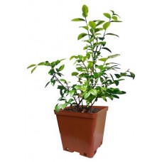 Голубика Кутепово C2, h 30 см (kastd) в магазинах Ашан