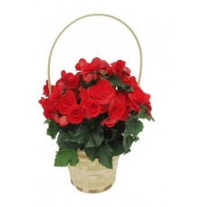 Бегония в корзине, 3 шт (kastd) в магазинах Ашан