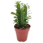 Эуфорбия Тригона, d 12 h 20 см (kastd) Эуфорбия Тригона, d 12 h 20 см (kastd)