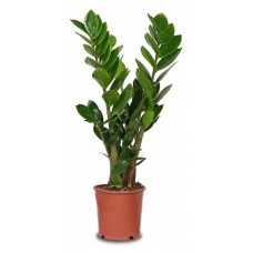 Замиокулькас, d 12 h 40 см (kastd) в магазинах Ашан