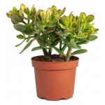 Крассула Овата, d 17 h 50 см (kastd) Крассула Овата, d 17 h 50 см (kastd)