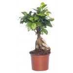 Фикус Микрокарпа Женьшень, d 17 h 45 см (kastd) Фикус Микрокарпа Женьшень, d 17 h 45 см (kastd)
