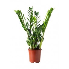 Замиокулькас, d 24 h 90 см (kastd) в магазинах Ашан