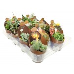 Микс кактус/суккулент Цветы Московского Ė 3, d 6,5 h 10 см (kastd) Микс кактус/суккулент Цветы Московского Ė 3, d 6,5 h 10 см (kastd)