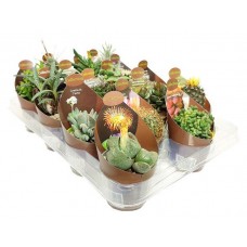 Микс кактус/суккулент Цветы Московского Ė 3, d 6,5 h 10 см (kastd) в магазинах Ашан