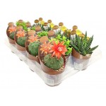 Микс кактус/суккулент Цветы Московского Ė 2, d 6,5 h 10 см (kastd) Микс кактус/суккулент Цветы Московского Ė 2, d 6,5 h 10 см (kastd)