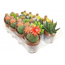 Микс кактус/суккулент Цветы Московского Ė 2, d 6,5 h 10 см (kastd) в магазинах Ашан Микс кактус/суккулент Цветы Московского Ė 2, d 6,5 h 10 см (kastd) в магазинах Ашан