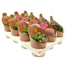 Микс кактус/суккулент Цветы Московского collection Ė2, d 6,5 h 10 см (kastd) в магазинах Ашан Микс кактус/суккулент Цветы Московского collection Ė2, d 6,5 h 10 см (kastd) в магазинах Ашан