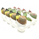 Микс кактус/суккулент Цветы Московского collection, d 6,5 h 10 см (kastd) Микс кактус/суккулент Цветы Московского collection, d 6,5 h 10 см (kastd)