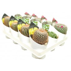Микс кактус/суккулент Цветы Московского collection, d 6,5 h 10 см (kastd) в магазинах Ашан