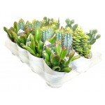 Микс кактус/суккулент Цветы Московского, d 6,5 h 20 см (kastd) Микс кактус/суккулент Цветы Московского, d 6,5 h 20 см (kastd)
