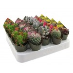 Микс кактус/суккулент Цветы Московского Ė2, d 6,5 h 20 см (kastd) Микс кактус/суккулент Цветы Московского Ė2, d 6,5 h 20 см (kastd)