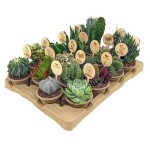 Микс кактус/суккулент Цветы Московского эко, d 7 h 15 см (kastd) Микс кактус/суккулент Цветы Московского эко, d 7 h 15 см (kastd)