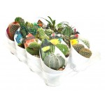 Микс кактусов Цветы Московского collection Ė3, d 6,5 см (kastd) Микс кактусов Цветы Московского collection Ė3, d 6,5 см (kastd)