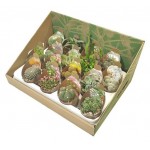 Микс кактус/суккулент Цветы Московского, d 6,5 h 20 см (kastd) Микс кактус/суккулент Цветы Московского, d 6,5 h 20 см (kastd)