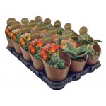 Микс кактус/суккулент Цветы Московского в бумаге Ė 2, d 6,5 h 10 (kastd) Микс кактус/суккулент Цветы Московского в бумаге Ė 2, d 6,5 h 10 (kastd)