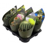 Микс кактусов Цветы Московского collection, d 14 h 30 см (kastd) Микс кактусов Цветы Московского collection, d 14 h 30 см (kastd)