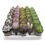 Микс кактус/суккулент Цветы Московского Ė 2, d 5,5 см (kastd) Микс кактус/суккулент Цветы Московского Ė 2, d 5,5 см (kastd)