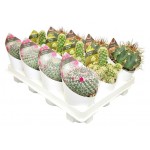 Микс кактус/суккулент Цветы Московского в бумаге, d 6,5 см (kastd) Микс кактус/суккулент Цветы Московского в бумаге, d 6,5 см (kastd)